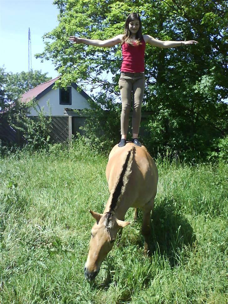 Anden særlig race Lucas<3 Solgt :(! - 6:anne min står på ham billede 6