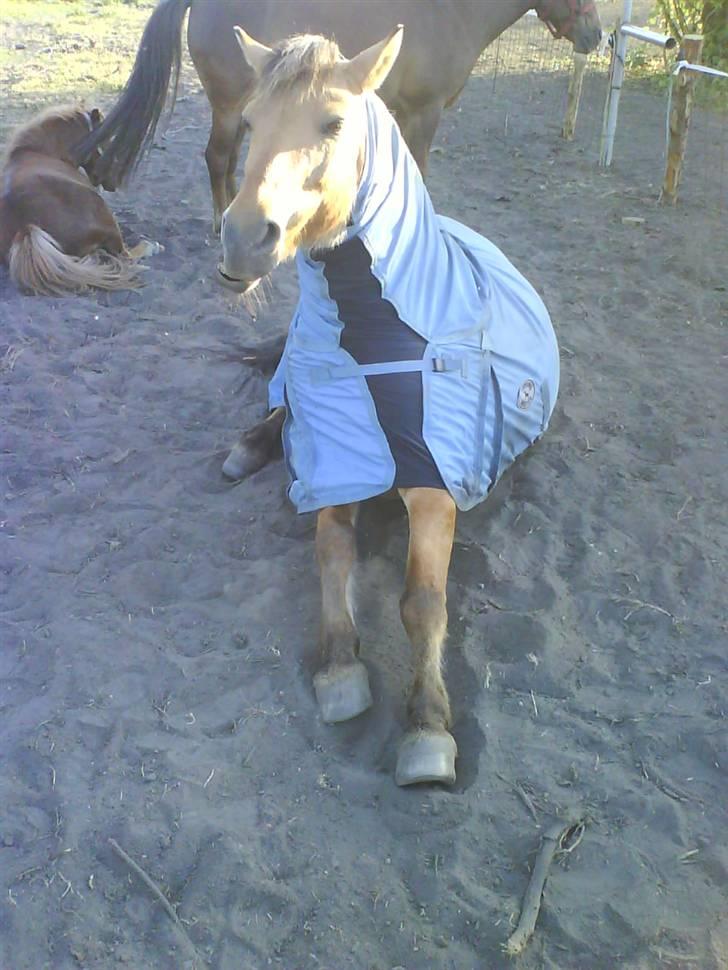 Anden særlig race Lucas<3 Solgt :(! - op skal vi da billede 7