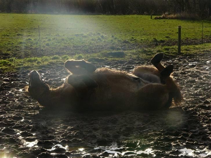 Anden særlig race Lucas<3 Solgt :(! - 8:lækkert billede 8