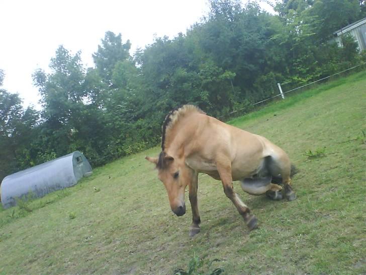 Anden særlig race Lucas<3 Solgt :(! - 10:lucas jeg elsker dig billede 10