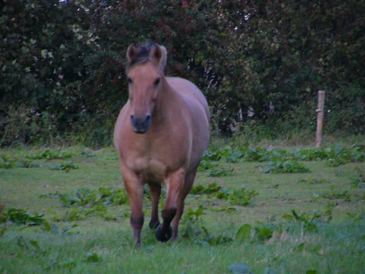 Anden særlig race Lucas<3 Solgt :(! - 11:galop på maken kommer for det meste når jeg kalder billede 11