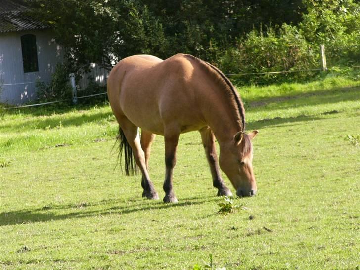 Anden særlig race Lucas<3 Solgt :(! - ude på marken billede 12