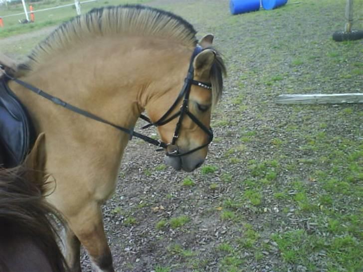 Anden særlig race Lucas<3 Solgt :(! - 14: såe fin 3 aug billede 14