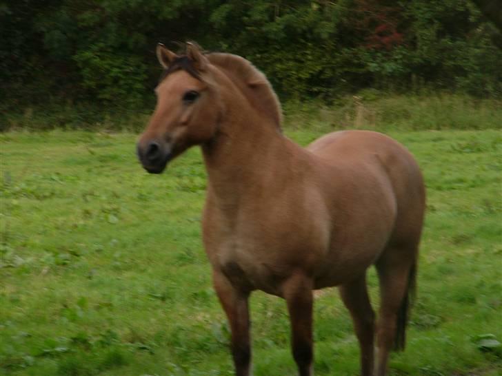 Anden særlig race Lucas<3 Solgt :(! - 17:  billede 17