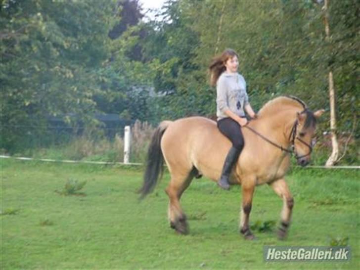 Anden særlig race Lucas<3 Solgt :(! - 20:sidste ridetur d  25august billede 20