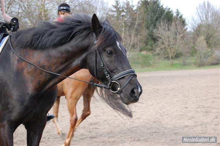 Hollandsk Sportspony Timmy Boy 'Solgt' - Velkommen til Timmy Boy´s profil :D billede 1