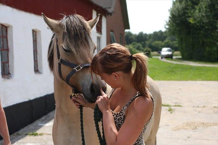 Fjordhest Thea Grace SOLGT - Jeg solgte dig for vores eget bedste, elsker dig stadig Thea <3 billede 1