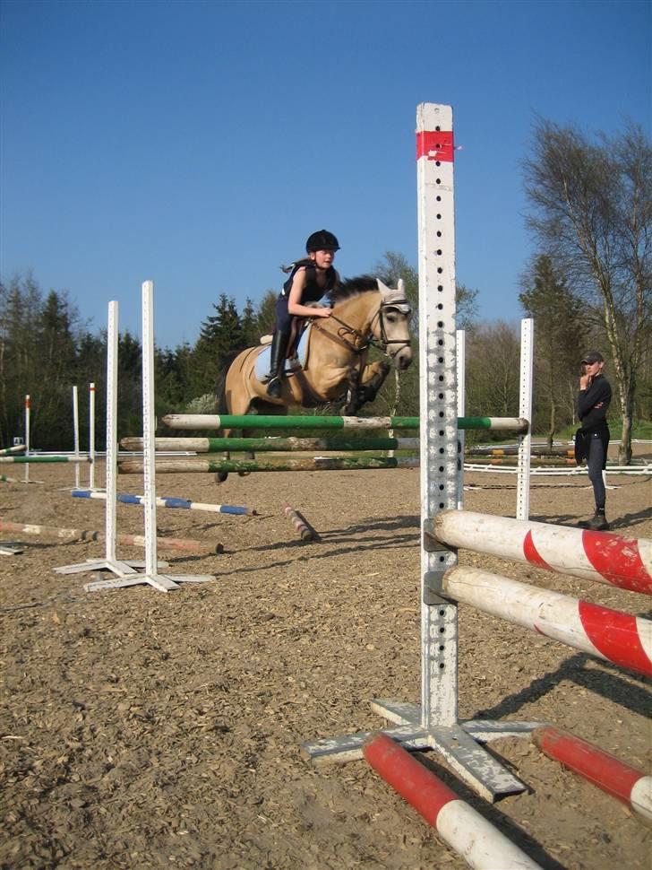 Welsh Pony af Cob-type (sec C) Rotterdam's Sheila - Smukke springer 120 cm.. billede 1