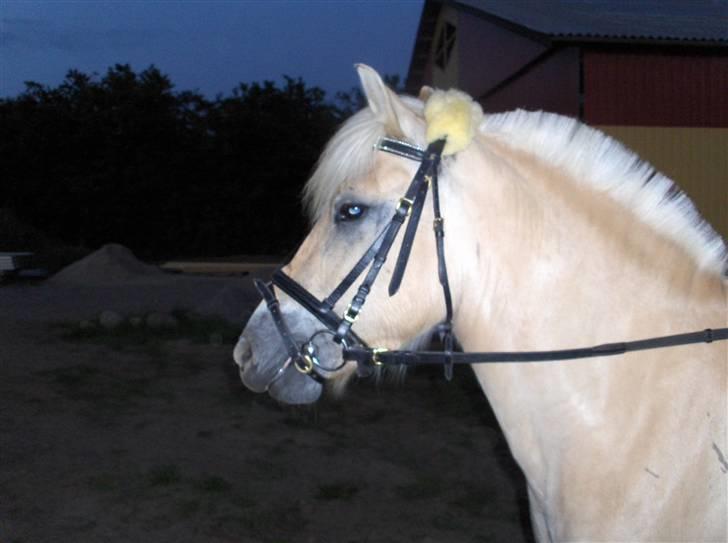 Fjordhest Juma RIP d.8/3-11 billede 12