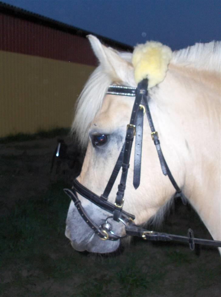 Fjordhest Juma RIP d.8/3-11 billede 13
