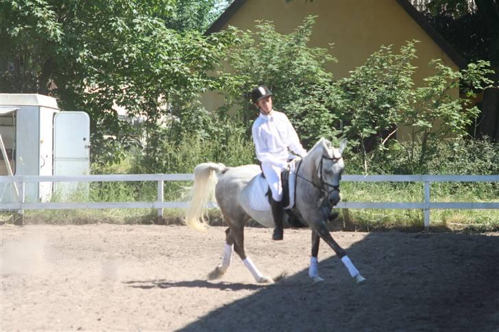 Arabisk fuldblod (OX) Dienna - stævne i juli LB1 tror jeg, dressur pony, eller noget ..´ billede 7