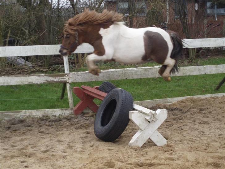 Shetlænder Oskar <3 - Efterår/Vinter 2009 billede 14