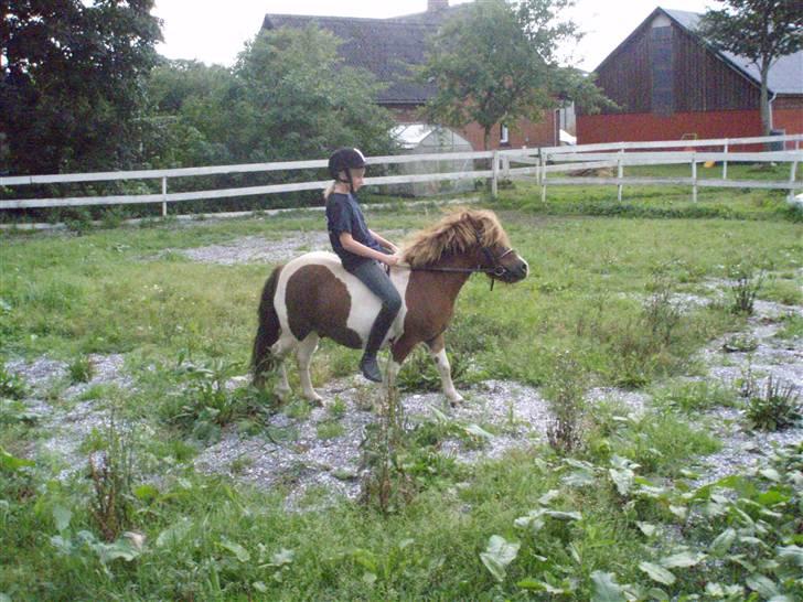 Shetlænder Oskar <3 - Sommer 2008 billede 16