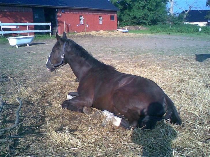 Hannoveraner Ferrari <3 SOLGT - Det er dejligt med den her slapper billede 14