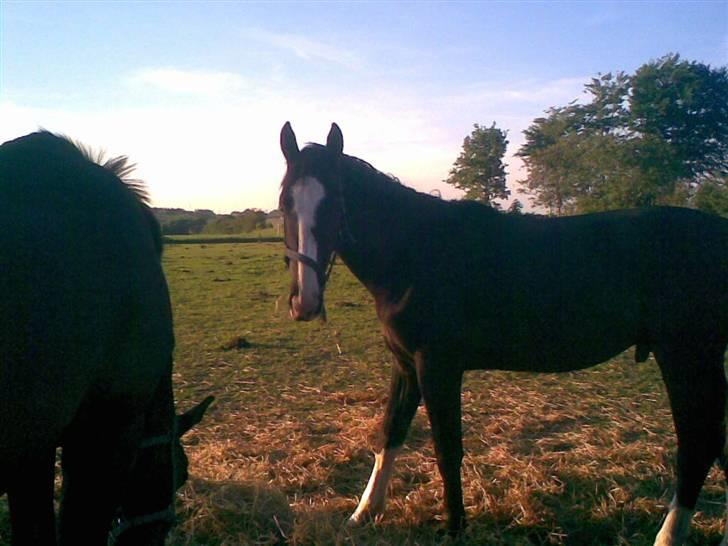 Hannoveraner Ferrari <3 SOLGT - Kigger!! billede 15