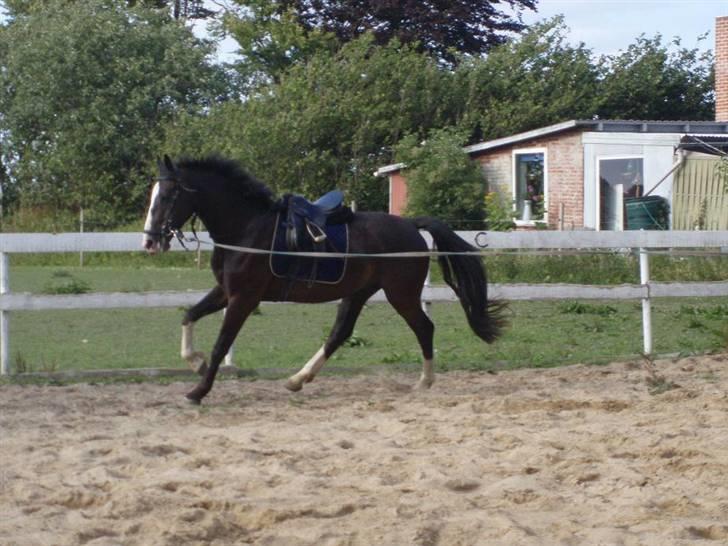 Hannoveraner Ferrari <3 SOLGT - Tjek lige de ben <´3 <´3 billede 16