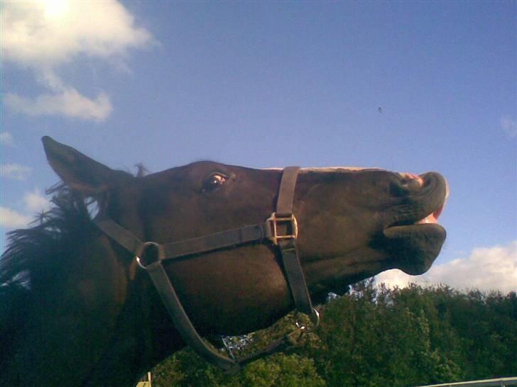 Hannoveraner Ferrari <3 SOLGT - Flæber <´3 billede 17