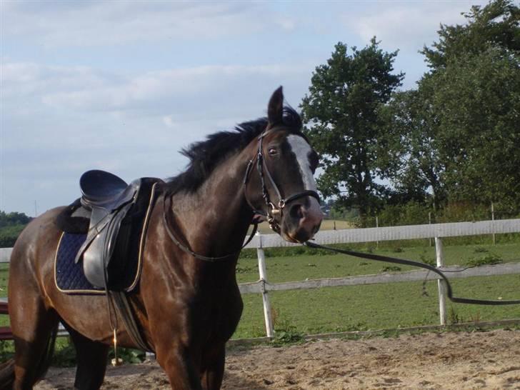 Hannoveraner Ferrari <3 SOLGT - Ryst dit hoved nu! <´3333 billede 18