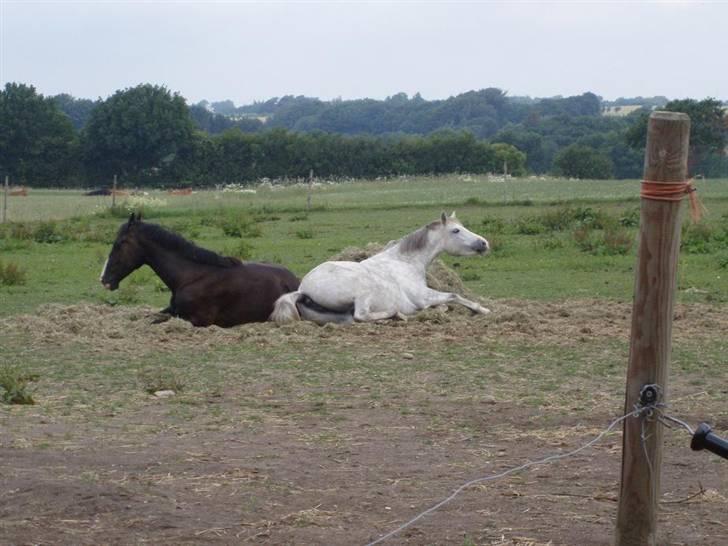 Hannoveraner Ferrari <3 SOLGT - Nurh :-* billede 19