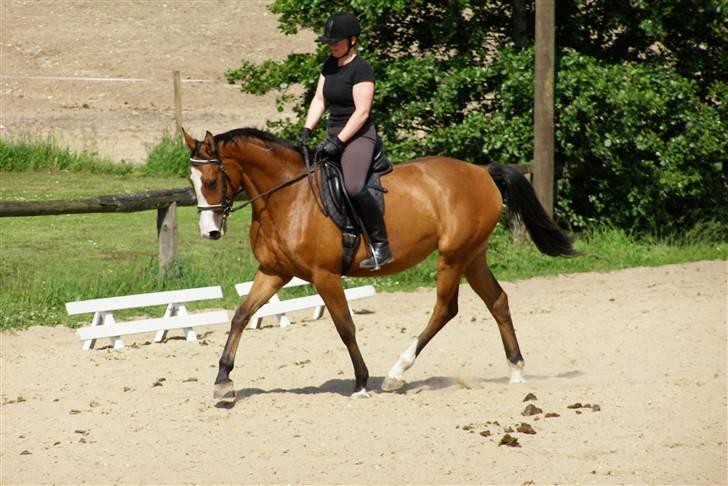Dansk Varmblod Madigans Daydream, RDH - Den allerførste gang Rikke red Daydream - sommer 2007. billede 8