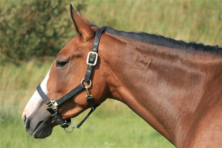 Dansk Varmblod Madigans Daydream, RDH - Nu med krone på halsen :-) billede 9