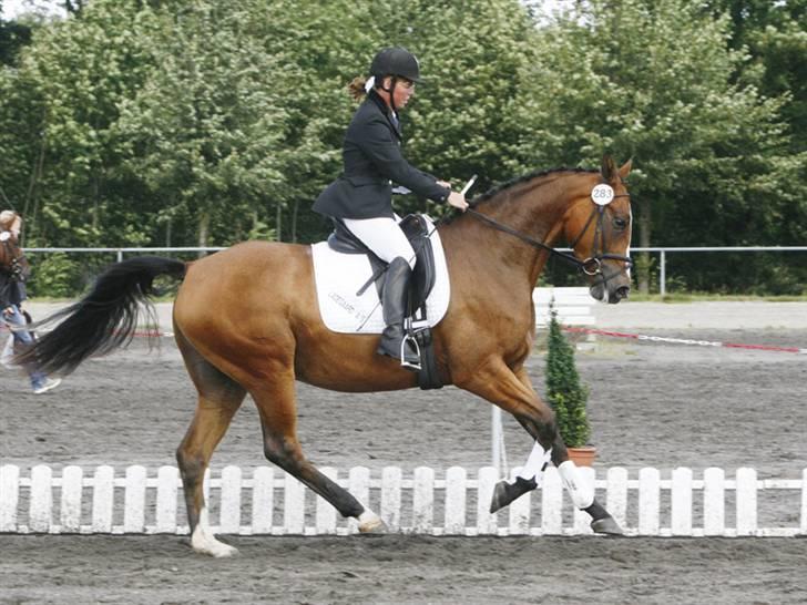 Dansk Varmblod Madigans Daydream, RDH - Prinsessen til kåring billede 10