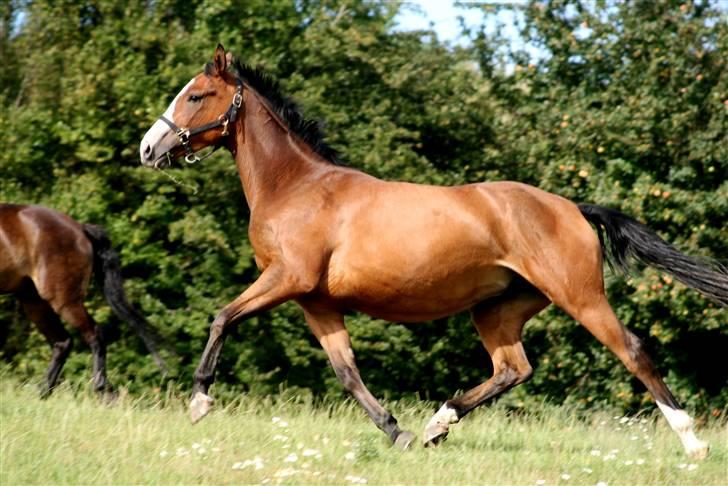 Dansk Varmblod Madigans Daydream, RDH - Daydream - nykåret billede 11