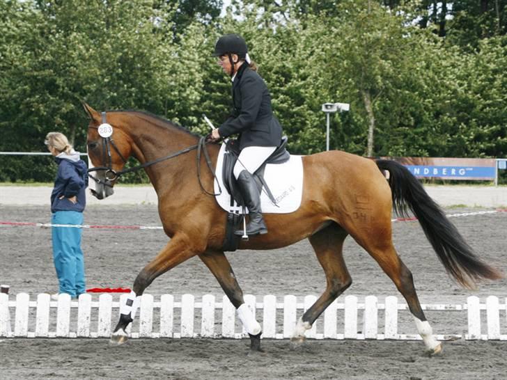 Dansk Varmblod Madigans Daydream, RDH - Prinsessen til kåring billede 12