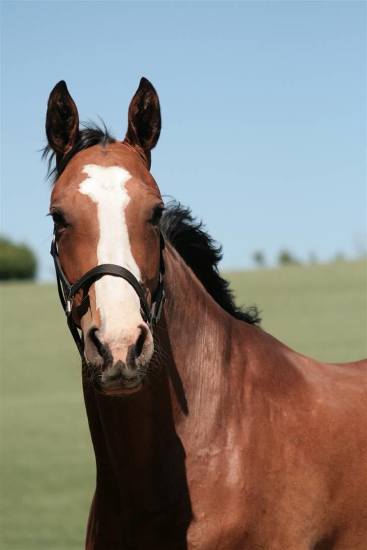 Dansk Varmblod Madigans Daydream, RDH - Daydream billede 13