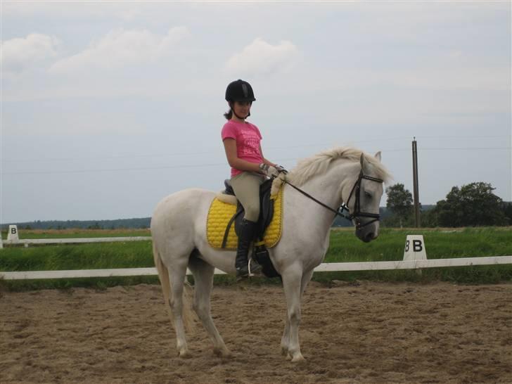 New Forest Firfod Aida billede 17