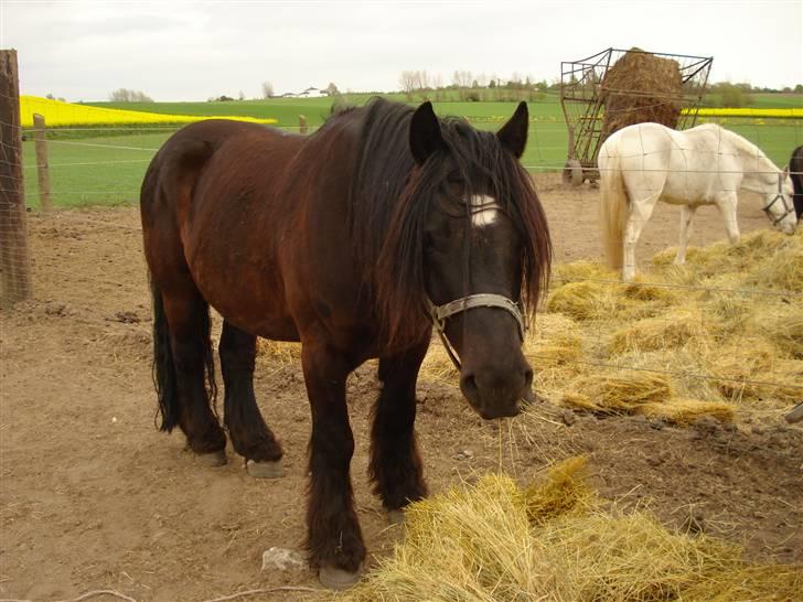 Nordsvensk Skovhest tage billede 9