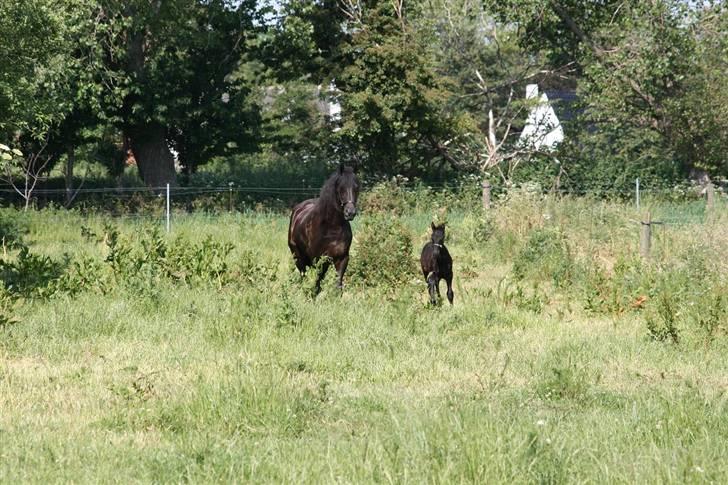 Frieser Karolyne J - 10/6-07: Moar kalder vi kommer NU!!  (skøn hest, har kun været her i 40 dage!!) billede 11