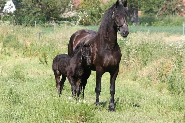 Frieser Karolyne J - 10/6-07: Står lige og ser lækker ud, sammen med følle billede 12