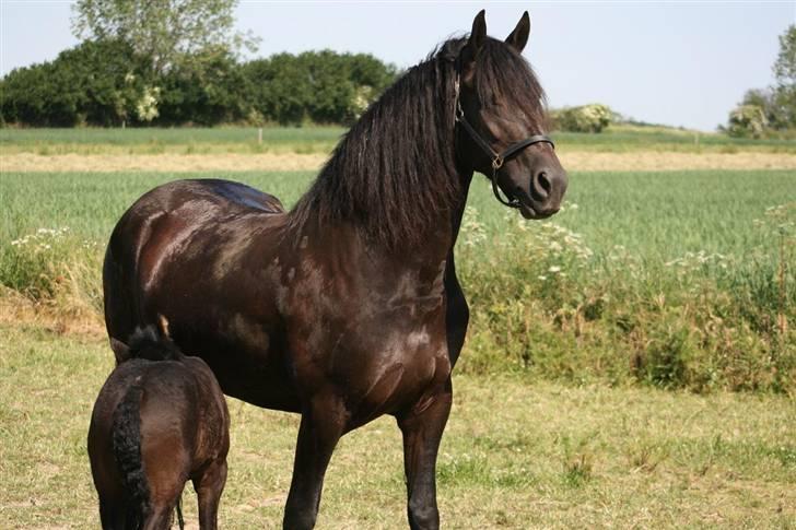 Frieser Karolyne J - 10/6-07: Skønne heste.. kikker lige efter min søn, Peder, som spiller bold.. billede 13