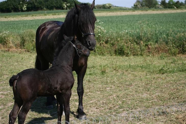 Frieser Karolyne J - 10/6-07: Nusser lige med følle ;-D billede 14