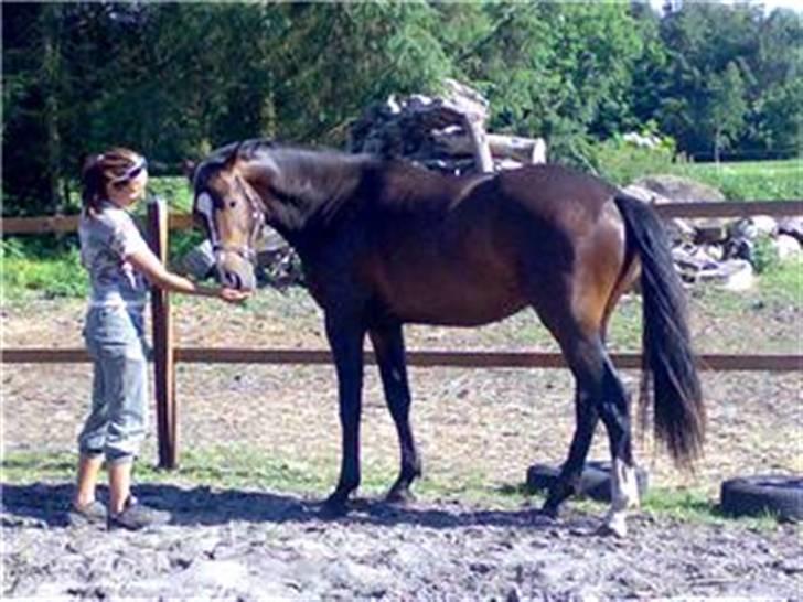 Dansk Varmblod Louciano SOLGT - En varm sommerdag . billede 2