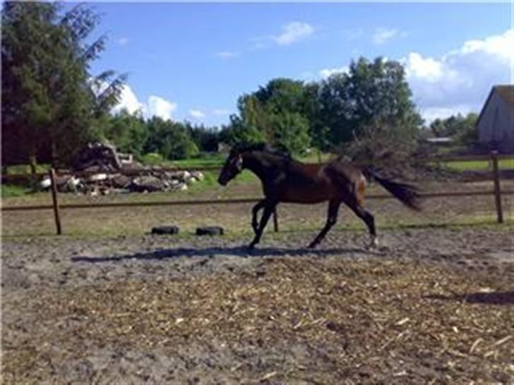 Dansk Varmblod Louciano SOLGT - Fuld galop :) billede 3