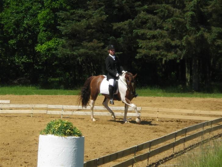 Pinto ferdinand SOLGT :)  - stævne i brande billede 18