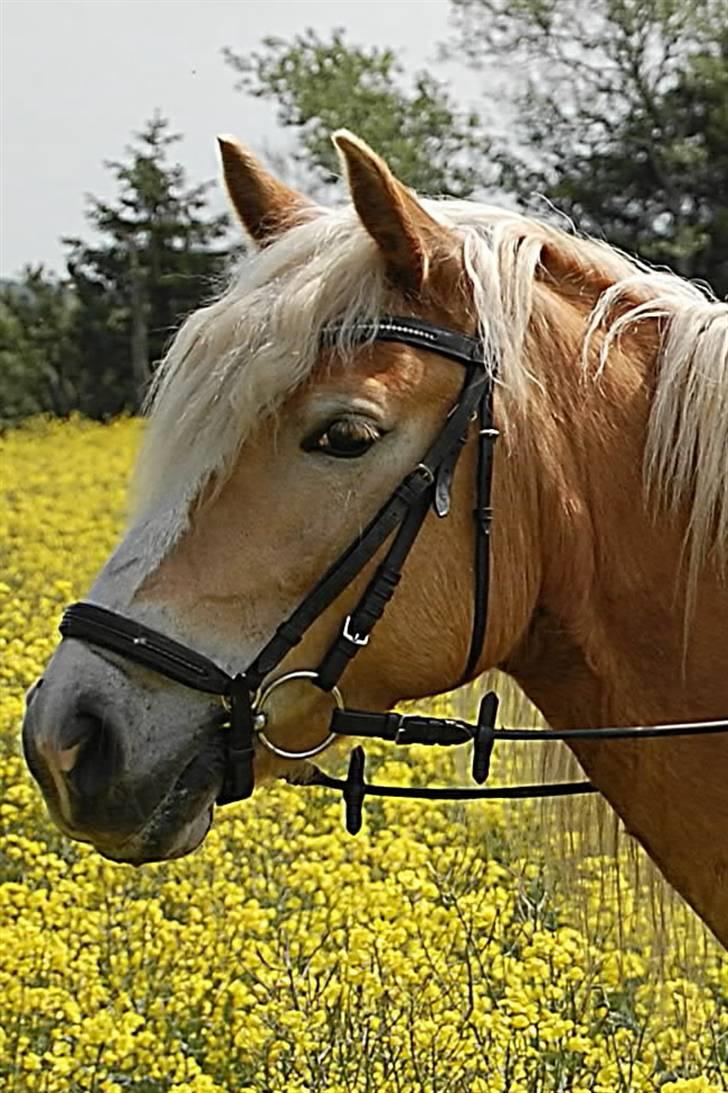 Tyroler Haflinger *Prinsesse* Silvia<3 - Velkommen til Silvia´s profil!<3 :D (Prinesse)  billede 1