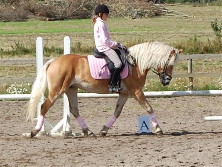 Tyroler Haflinger *Prinsesse* Silvia<3 - LC1 i Purhus.  En 4. plads.. silvia 5 år gammel.. billede 2