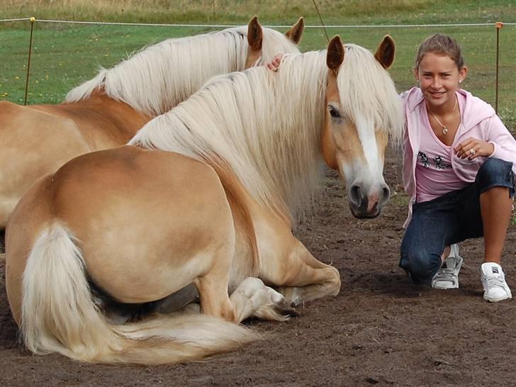 Tyroler Haflinger *Prinsesse* Silvia<3 - Lørdag morgen (: Hygge<3 billede 3