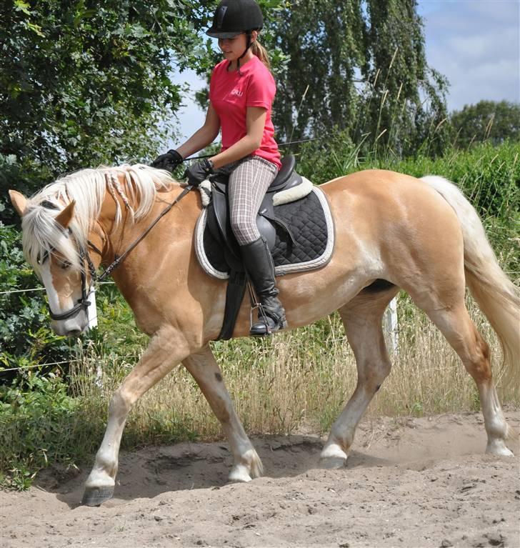 Tyroler Haflinger *Prinsesse* Silvia<3 - træning 11/07 2009 billede 4