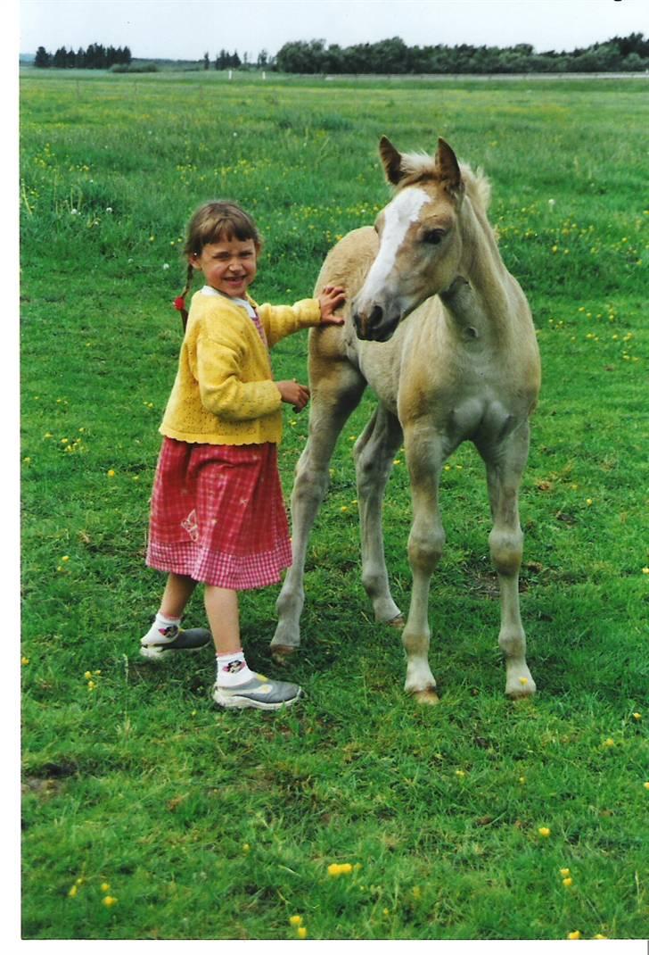 Tyroler Haflinger *Prinsesse* Silvia<3 - miq & og silvia som små billede 6