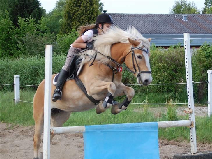 Tyroler Haflinger *Prinsesse* Silvia<3 - Træning.. 19/05 09 billede 8