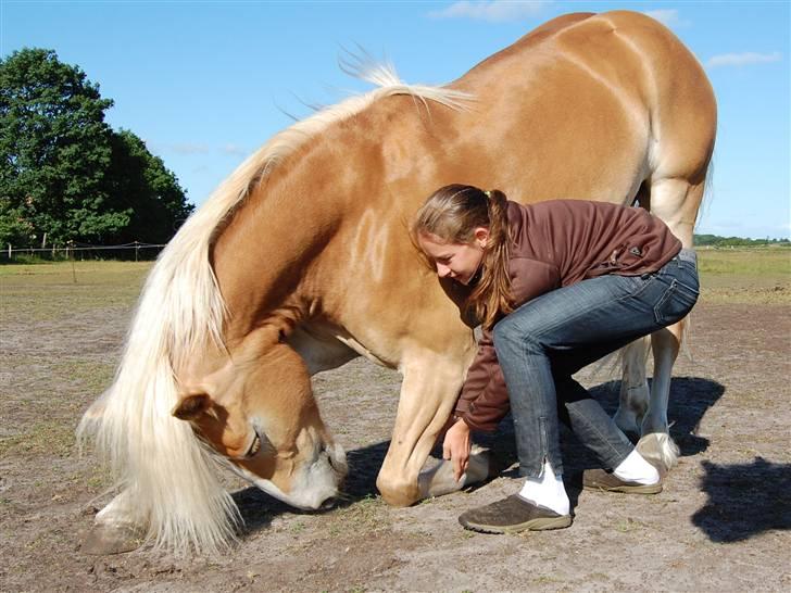 Tyroler Haflinger *Prinsesse* Silvia<3 - Vores lille nummer! Hehe<3 billede 9