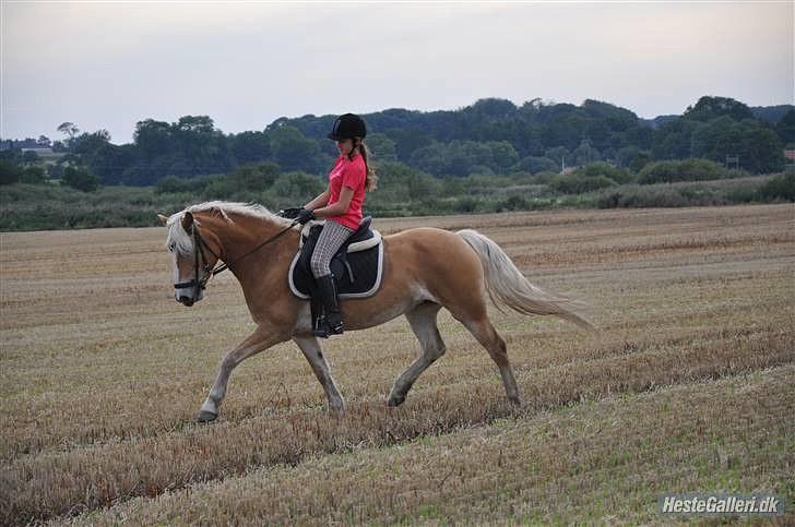 Tyroler Haflinger *Prinsesse* Silvia<3 - træning 1. september billede 10