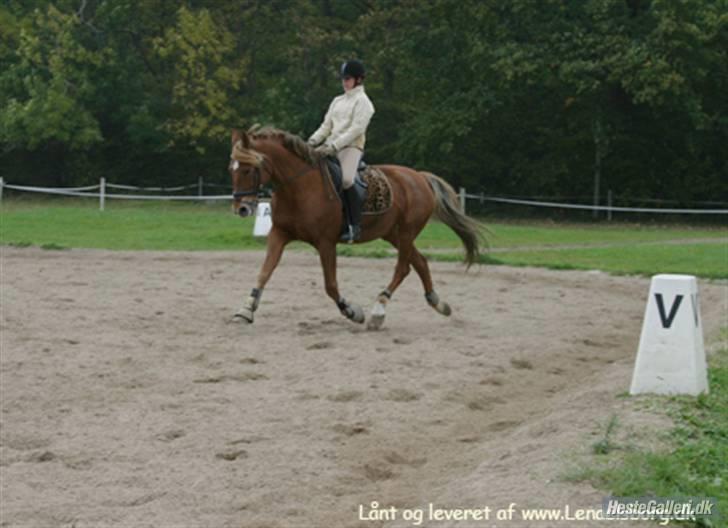 Anden særlig race Diamond [R.I.P] - igang igen efter 14 dages pause. Fotograf: Tine C m. Lena´s kamera :] 2oo8 billede 16