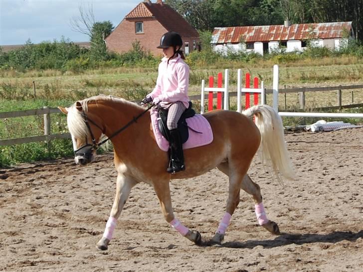 Tyroler Haflinger *Prinsesse* Silvia<3 - stævne i Purhus. silvia 5 år gammel.. billede 12