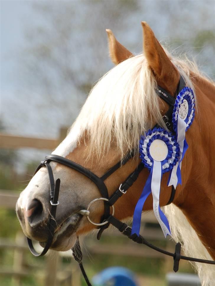 Tyroler Haflinger *Prinsesse* Silvia<3 - To 2. pladser! (:fra svej (: billede 13