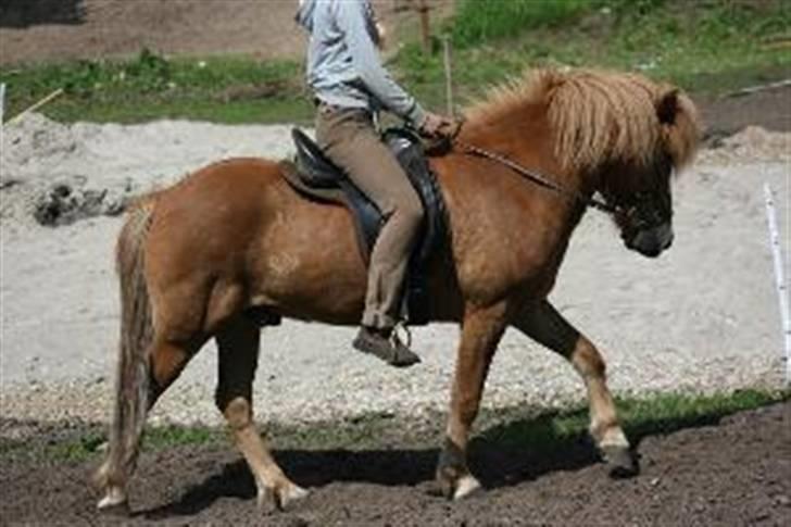 Islænder Funi fra Søholt SOLGT - NYT Ved godt at han er lidt pasagtig.  billede 3